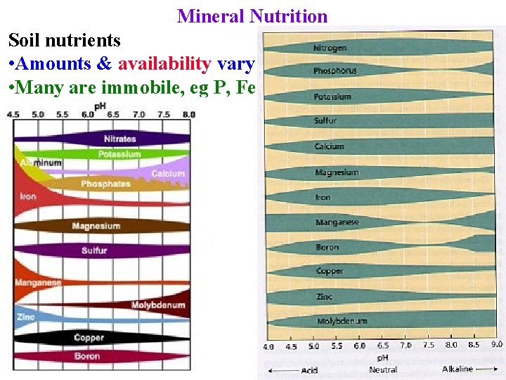 Mineral Nutrition Soil nutrients • Amounts & availability vary • Many are immobile, eg