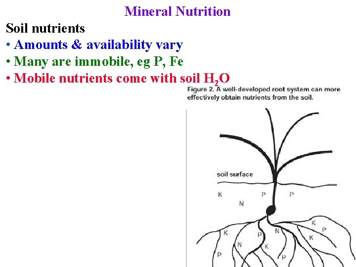 Mineral Nutrition Soil nutrients • Amounts & availability vary • Many are immobile, eg
