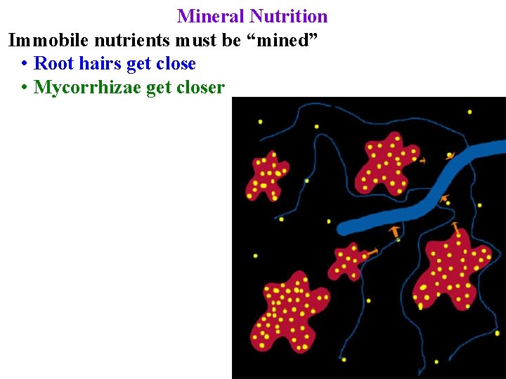 Mineral Nutrition Immobile nutrients must be “mined” • Root hairs get close • Mycorrhizae