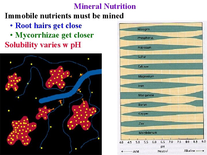 Mineral Nutrition Immobile nutrients must be mined • Root hairs get close • Mycorrhizae