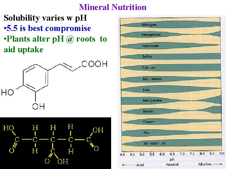 Mineral Nutrition Solubility varies w p. H • 5. 5 is best compromise •