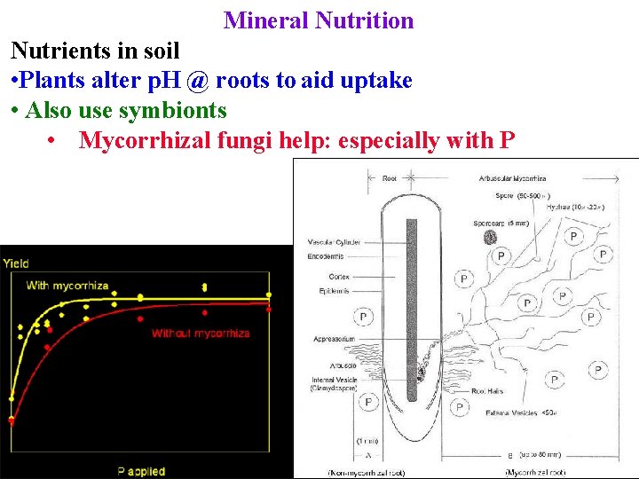 Mineral Nutrition Nutrients in soil • Plants alter p. H @ roots to aid
