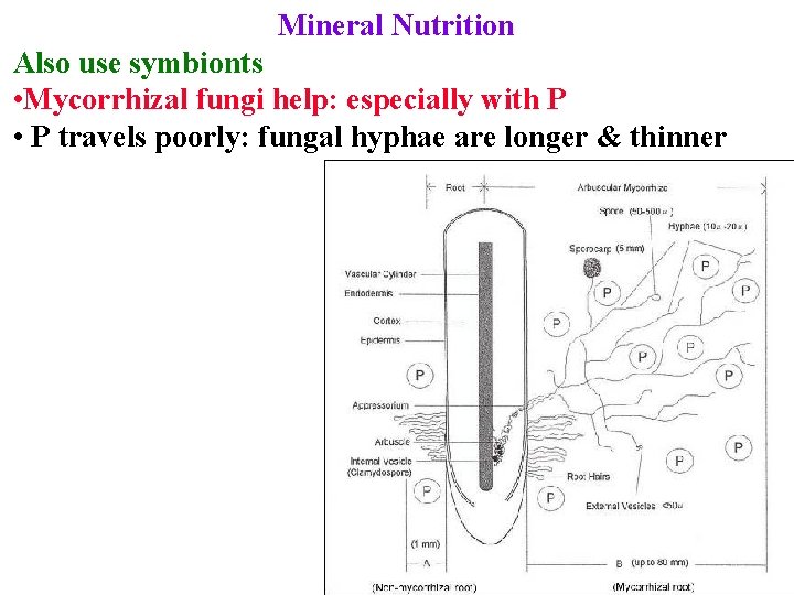 Mineral Nutrition Also use symbionts • Mycorrhizal fungi help: especially with P • P