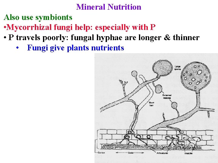 Mineral Nutrition Also use symbionts • Mycorrhizal fungi help: especially with P • P