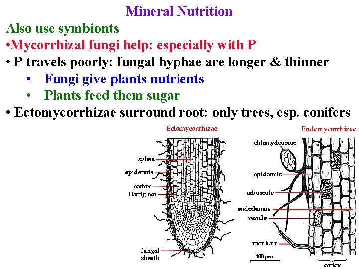 Mineral Nutrition Also use symbionts • Mycorrhizal fungi help: especially with P • P