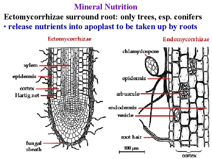 Mineral Nutrition Ectomycorrhizae surround root: only trees, esp. conifers • release nutrients into apoplast