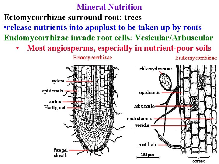 Mineral Nutrition Ectomycorrhizae surround root: trees • release nutrients into apoplast to be taken