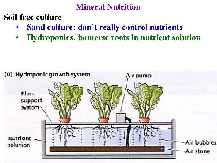 Mineral Nutrition Soil-free culture • Sand culture: don’t really control nutrients • Hydroponics: immerse