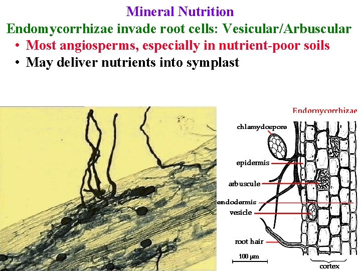 Mineral Nutrition Endomycorrhizae invade root cells: Vesicular/Arbuscular • Most angiosperms, especially in nutrient-poor soils