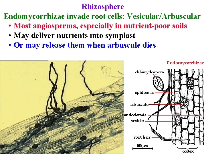 Rhizosphere Endomycorrhizae invade root cells: Vesicular/Arbuscular • Most angiosperms, especially in nutrient-poor soils •