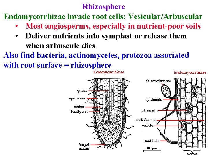 Rhizosphere Endomycorrhizae invade root cells: Vesicular/Arbuscular • Most angiosperms, especially in nutrient-poor soils •