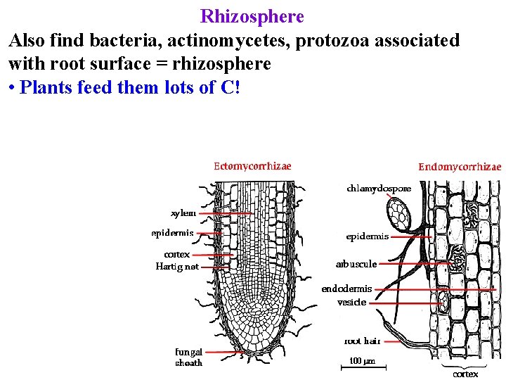 Rhizosphere Also find bacteria, actinomycetes, protozoa associated with root surface = rhizosphere • Plants