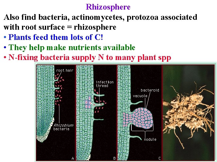 Rhizosphere Also find bacteria, actinomycetes, protozoa associated with root surface = rhizosphere • Plants