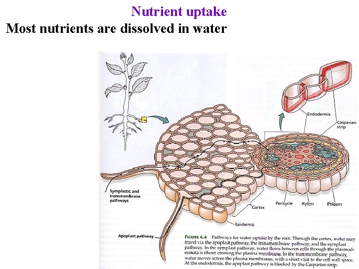 Nutrient uptake Most nutrients are dissolved in water 