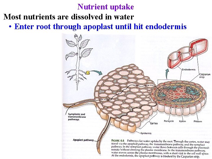 Nutrient uptake Most nutrients are dissolved in water • Enter root through apoplast until
