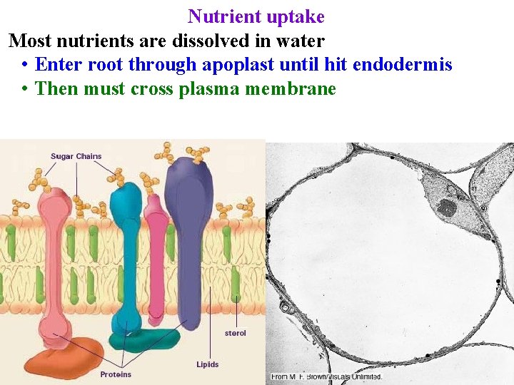 Nutrient uptake Most nutrients are dissolved in water • Enter root through apoplast until