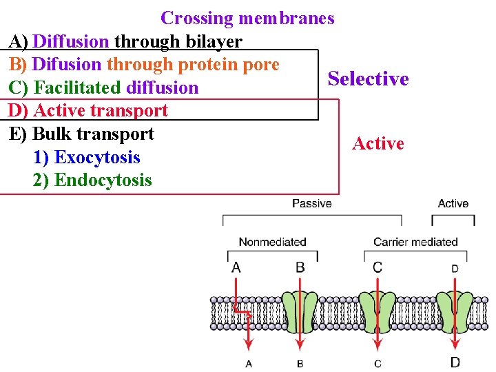Crossing membranes A) Diffusion through bilayer B) Difusion through protein pore Selective C) Facilitated