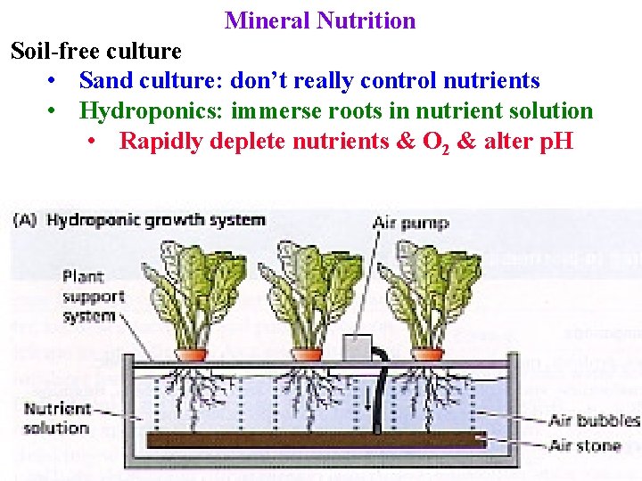 Mineral Nutrition Soil-free culture • Sand culture: don’t really control nutrients • Hydroponics: immerse