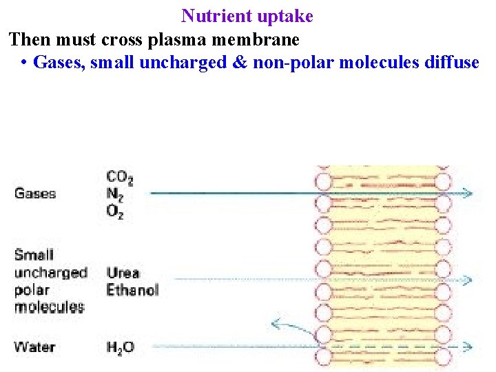 Nutrient uptake Then must cross plasma membrane • Gases, small uncharged & non-polar molecules