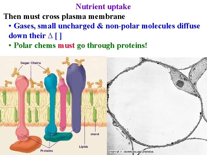 Nutrient uptake Then must cross plasma membrane • Gases, small uncharged & non-polar molecules