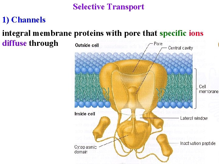 Selective Transport 1) Channels integral membrane proteins with pore that specific ions diffuse through