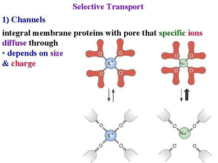 Selective Transport 1) Channels integral membrane proteins with pore that specific ions diffuse through