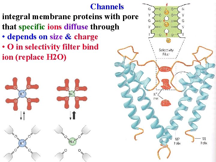 Channels integral membrane proteins with pore that specific ions diffuse through • depends on