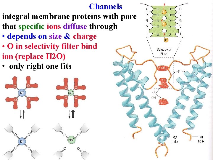 Channels integral membrane proteins with pore that specific ions diffuse through • depends on