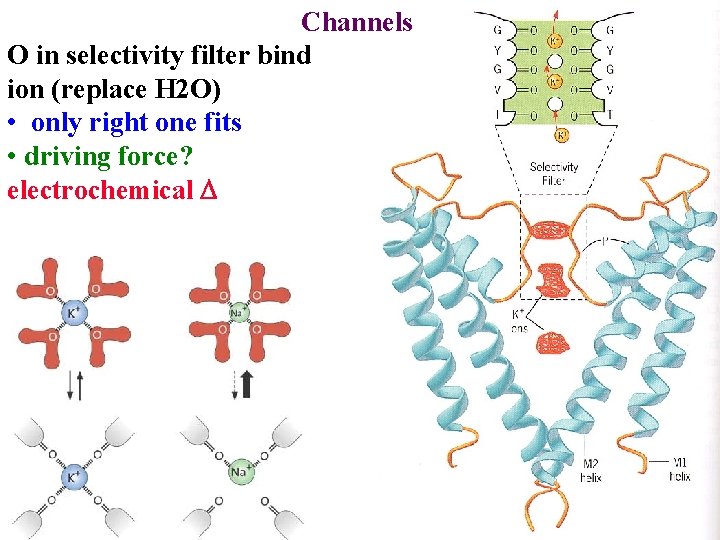 Channels O in selectivity filter bind ion (replace H 2 O) • only right