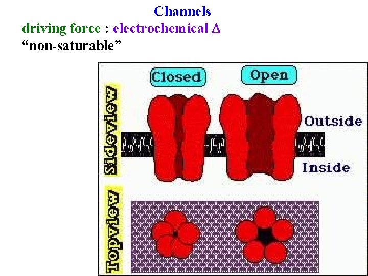 Channels driving force : electrochemical D “non-saturable” 