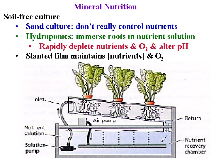 Mineral Nutrition Soil-free culture • Sand culture: don’t really control nutrients • Hydroponics: immerse