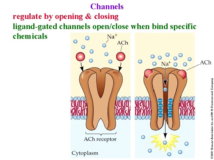 Channels regulate by opening & closing ligand-gated channels open/close when bind specific chemicals 