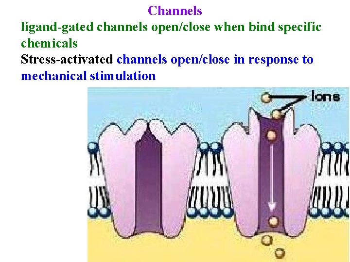 Channels ligand-gated channels open/close when bind specific chemicals Stress-activated channels open/close in response to