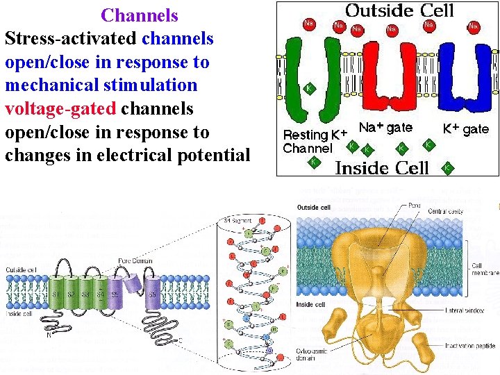 Channels Stress-activated channels open/close in response to mechanical stimulation voltage-gated channels open/close in response