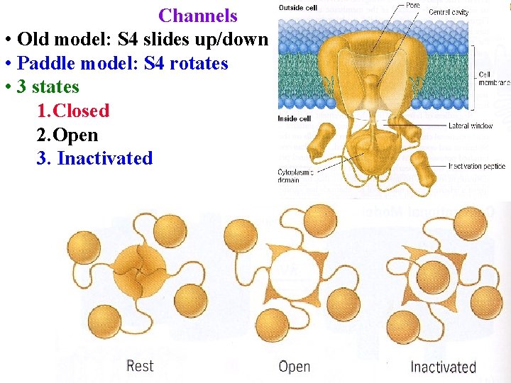 Channels • Old model: S 4 slides up/down • Paddle model: S 4 rotates