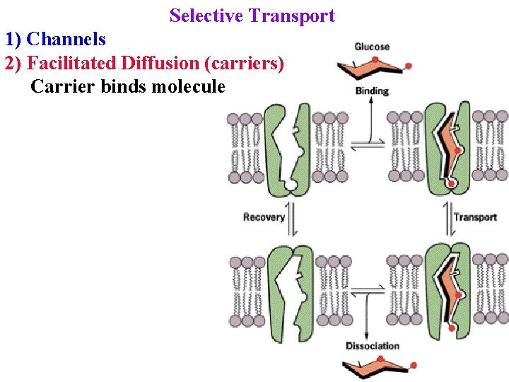 Selective Transport 1) Channels 2) Facilitated Diffusion (carriers) Carrier binds molecule 