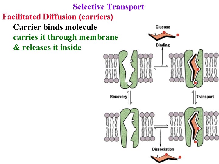 Selective Transport Facilitated Diffusion (carriers) Carrier binds molecule carries it through membrane & releases