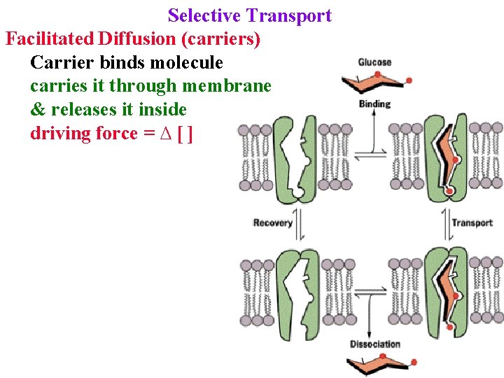 Selective Transport Facilitated Diffusion (carriers) Carrier binds molecule carries it through membrane & releases