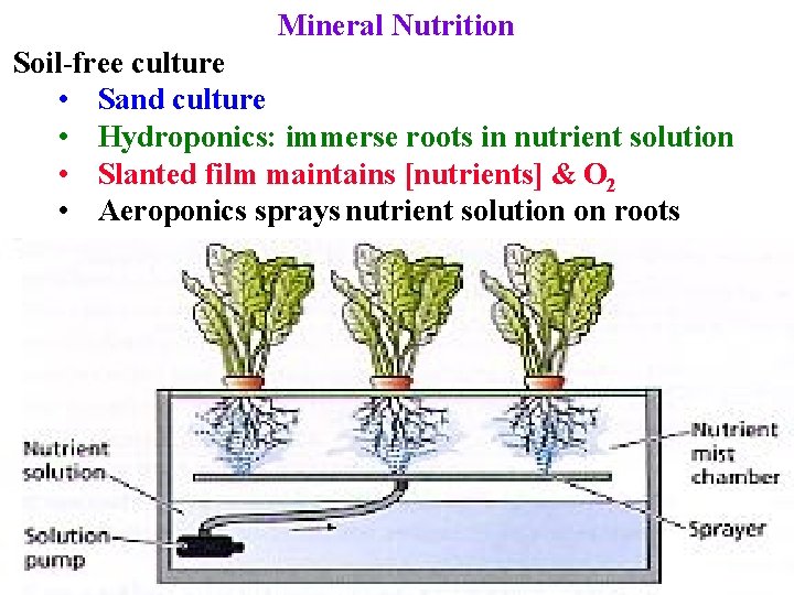 Mineral Nutrition Soil-free culture • Sand culture • Hydroponics: immerse roots in nutrient solution