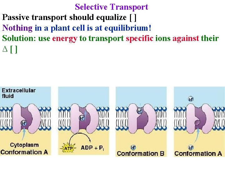 Selective Transport Passive transport should equalize [ ] Nothing in a plant cell is