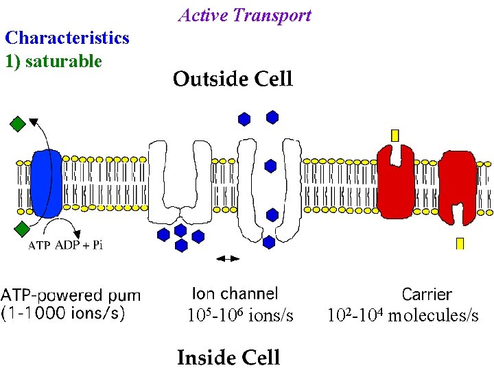 Active Transport Characteristics 1) saturable 105 -106 ions/s 102 -104 molecules/s 