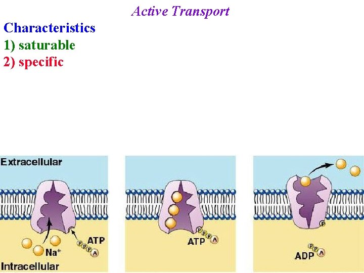 Active Transport Characteristics 1) saturable 2) specific 