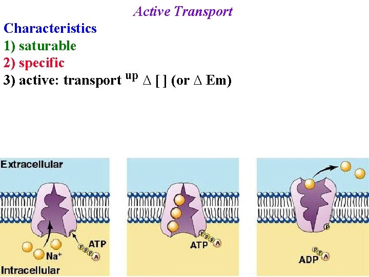 Active Transport Characteristics 1) saturable 2) specific 3) active: transport up ∆ [ ]
