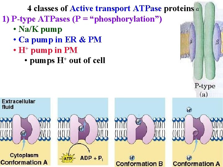 4 classes of Active transport ATPase proteins 1) P-type ATPases (P = “phosphorylation”) •