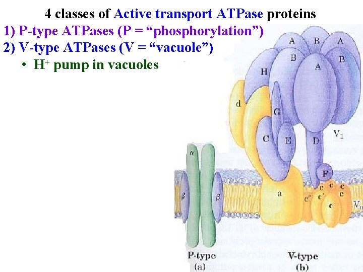 4 classes of Active transport ATPase proteins 1) P-type ATPases (P = “phosphorylation”) 2)