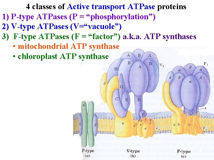 4 classes of Active transport ATPase proteins 1) P-type ATPases (P = “phosphorylation”) 2)