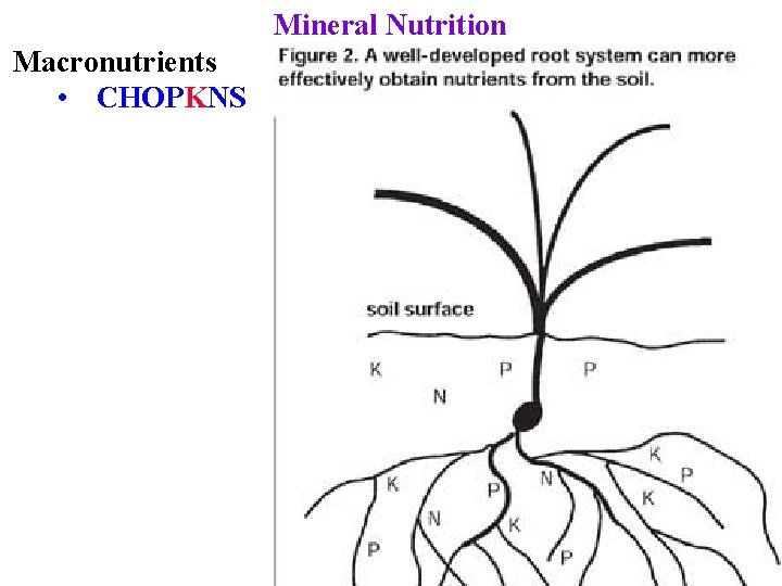 Mineral Nutrition Macronutrients • CHOPKNS 