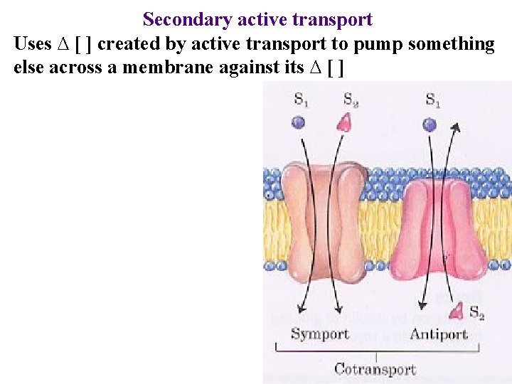 Secondary active transport Uses ∆ [ ] created by active transport to pump something