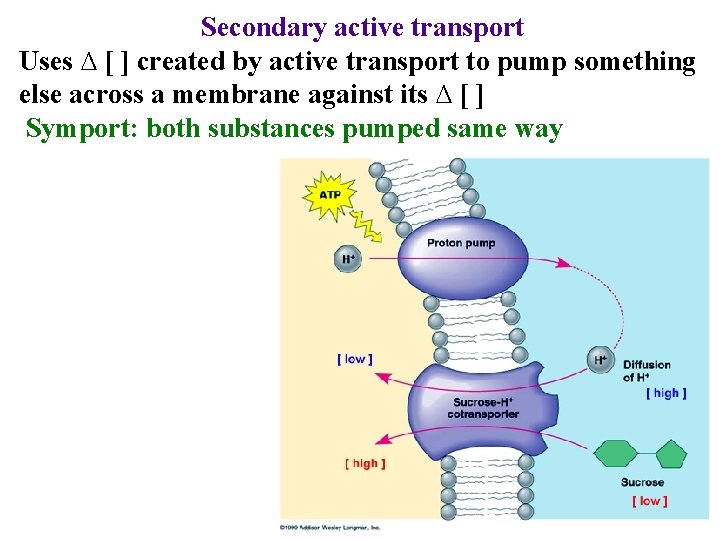 Secondary active transport Uses ∆ [ ] created by active transport to pump something