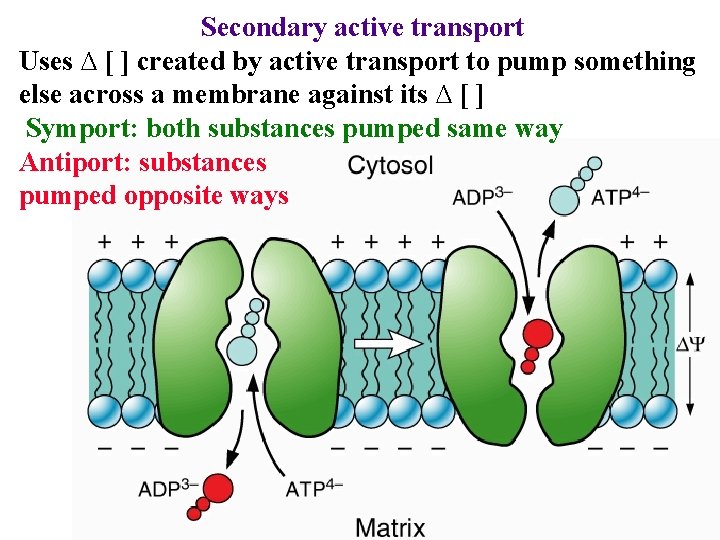 Secondary active transport Uses ∆ [ ] created by active transport to pump something
